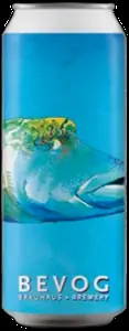 Bevog Humphead Wrasse